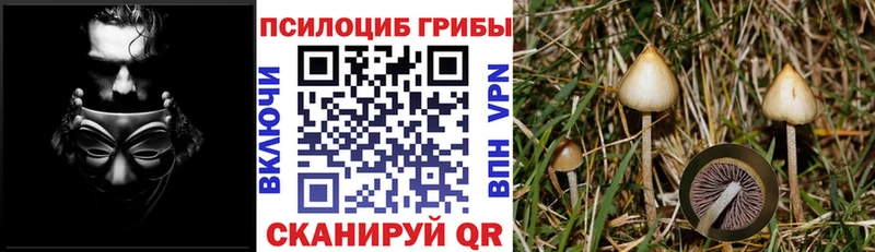 Псилоцибиновые грибы Magic Shrooms  где можно купить наркотик  Жиздра 